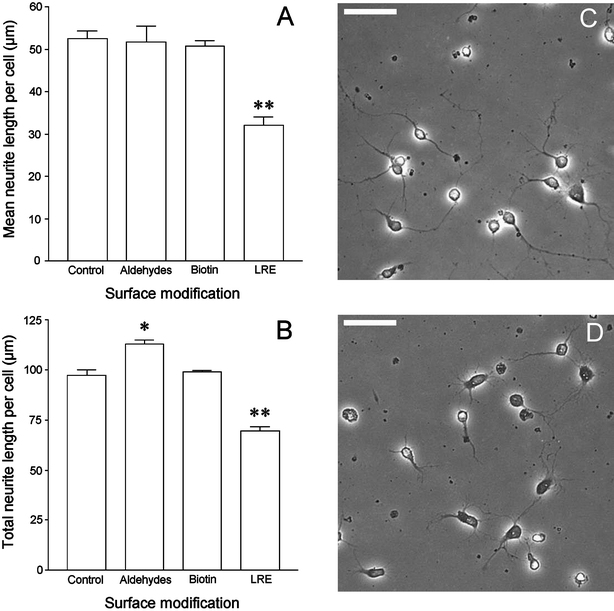 The effect of chemically modifying laminin surfaces on the length of neurites extended by primary motoneurons. Primary rat spinal cord cells were plated on the different surfaces and, after 24 h, were fixed and stained for the motoneuron marker choline acetyltransferase (ChAT). The length of each neurite extending from ChAT-positive cells was measured as described in the Experimental section and used to calculate the mean neurite length per cell (A) and the total length of neurites per cell (B). Each data point represents the mean ± SEM of triplicate wells. *
							P < 0.05; **
							P < 0.01. Micrographs C and D demonstrate the difference between primary motoneurons on the control and LRE-modified laminins, respectively. Bars = 50 µm.