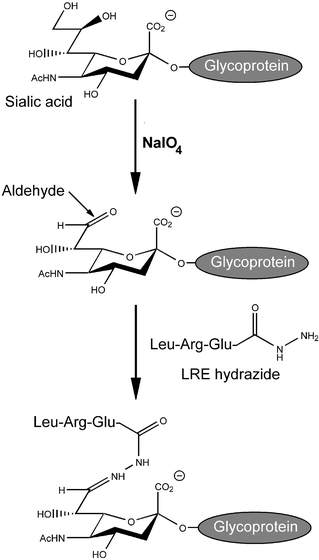 Reaction Scheme for the modification of a glycoprotein with the LRE motoneuron “stop” signal. Oxidation of glycoprotein sialic acid residues with sodium periodate generates aldehyde groups which can be used to selectively ligate LRE hydrazide to the protein by the formation of a hydrazone bond.