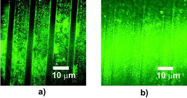Confocal microscopy of FITC-BSA attachment to surfaces after incubation with FITC-BSA at 37 °C and rinse at 12 °C (a) or rinse at 40 °C, (b). Dark areas in (a) indicate hydrophilic PNIPAm brushes with little or no attached FITC-BSA whereas in (b), overall fluorescence shows adsorbed FITC-BSA at both hydrophobic PNIPAm tracks above LCST and HDT.