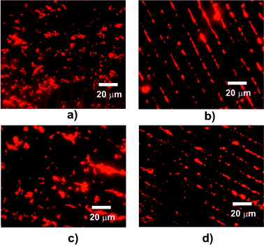 Fluorescence microscopy of micro-patterned surfaces incubated in suspensions of S. mutans. Images (three random fields) were recorded over two reversibility cycles. Images (a–d): initial incubation at 37 °C for 1 h (a) followed by incubation at 4 °C for 1 h (b), transfer to culture at 37 °C for 1 h (c) and a second incubation at 4 °C for 1 h (d).
