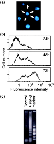 Formation of apoptotic small bodies in AsPC-1 (a), variation of fractions of apoptotic cells determined by flow cytometry (b), and DNA ladder formation of AsPC-1 after 24 h treatment with or without PM-8 (c).