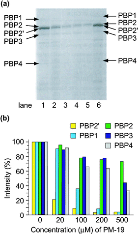 Autoradiography of the membrane fractions prepared from the MRAS394-1 cells incubated (at 32 °C for 5 h) in the presence (lane 1, 0; 2, 20; 3, 100; 4, 200; 5, 500 µM) of PM-19 (a) and relative amounts of PBSs against a variety of concentrations of PM-19 (b). Lane 6 in (a) indicates that the membrane fraction prepared from the MRS394-1 cells cultured without any reagents was pre-incubated in the presence of 130 µM PM-19 for 1 h at 32 °C.