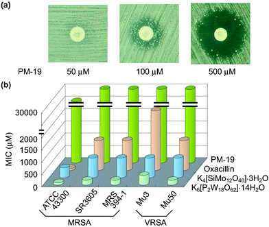 Growth inhibitory zone around the oxacillin disk for Mu50 treated with PM-19 at concentrations of 50, 100, and 500 µM (a) and MIC values of three PMs and oxacillin for a variety of both MRSA and VRSA strains (b).