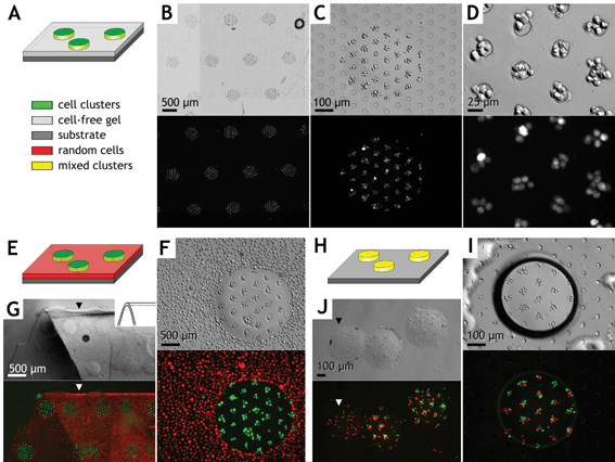 Examples of combined photo- and electropatterned hydrogel microstructures. Micrographs are shown in Hoffman modulation contrast above and identical fields in epifluorescence below. Example 1
(A–D): Green-labeled cell clusters were arrayed 75 µm apart within 450 µm diameter domains of a 100 µm thick rectangular hydrogel slab (Protocol III). Low (B), medium (C), and high (D) magnification images of a single construct are shown. The microelectrode array is visible in panels B, C, and I (circles). Example 2
(E–G): Hydrogel microstructure array with electropatterned green-labeled cells surrounded by a field of randomly distributed red-labeled cells (i.e., without electropatterning). The hydrogel is shown released from the chamber and folded (G) to demonstrate cross sectional thickness (arrows) and retention of complex cell patterns within the flexible hydrogel. Example 3
(H–J): A mixed population of green and red labeled cells formed heterogeneous clusters 100 µm apart and within individual 400 µm diameter hydrogel microstructures and surrounded by air (I, dark boundary in Hoffman modulation contrast). (J) Free cylindrical hydrogel “pucks” containing the heterogeneous cluster arrays after release from the glass substrate (Protocol IV). Note one “puck”
(J, arrow) contains unclustered cells created via Protocol II from the same mixed cell population.