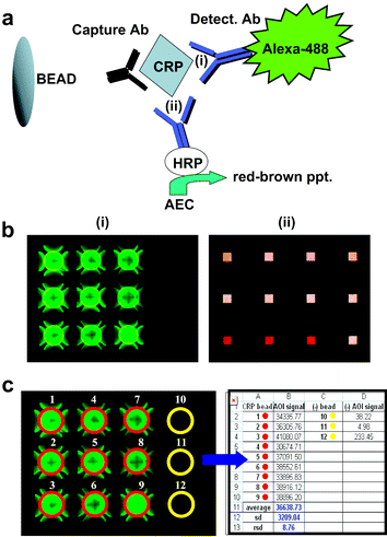 The relevant immunocomplexes of the bead-based CRP assay are shown in schematic form in (a). Detection of the captured analyte is achieved either in fluorescence (i) or colorimetric (ii) modes. A typical result for each approach is shown in (b). An image showing a population of ∼280 μm bead micro-reactor elements is captured digitally and analyzed in an automated fashion with a macro that measures the signal intensity of an area of interest (AOI) around each bead in the array (c). The average signal intensity of each AOI is exported to a data spread sheet.