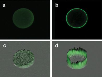 A series of confocal images are obtained for ∼280 μm agarose beads following a typical ETC-based assay for CRP completed in PBS or serum. Shown here are the median slices of each bead (a and b) and their corresponding fluorescence intensity topomaps (c and d, respectively) demonstrating the capture dynamics of the CRP analyte on the bead when the assay is performed in PBS (a and c) and serum (b and d) matrices.