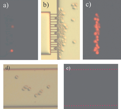 PI uptake in HL60 cells sitting at the trap due to the high electric field lines density. (a) Fluorescence image at the time the HL60 cells arrive at the trap. (b) Light microscopy image of the cells 10 s after EOF control was stopped. (c) Fluorescence image from image (b). (d) Light microscopy image of the central channel (R1). (e) Fluorescence image from image (d).