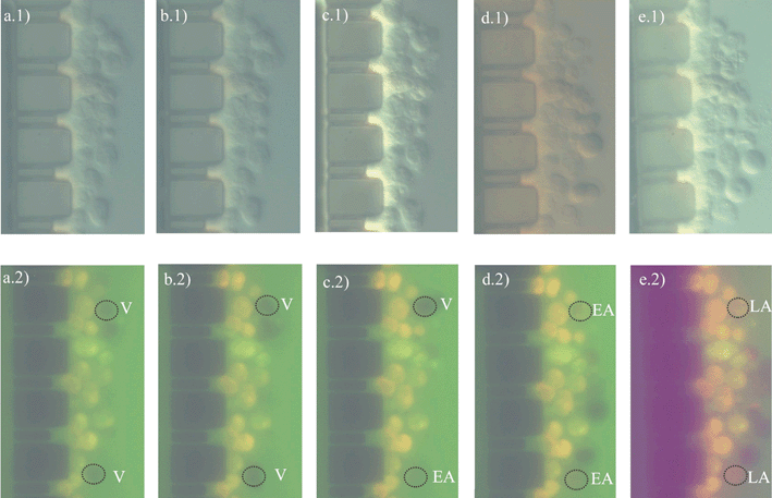 Optical images of cell death dynamics. Light (1) and fluorescence (2) microscopy images of HL60 cells sitting at the trap over time. (a) 1 h, (b) 2 h, (c) 4 h, (d) 6 h, (e) 24 h. V: Viable cell; EA: Early apoptotic; LA: Late apoptotic.