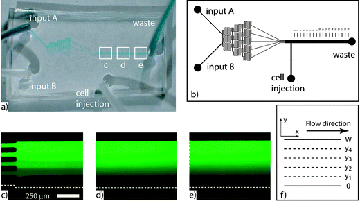 (a) A microfluidic gradient generator was fabricated from a previously published design. (b) Two inputs are divided and mixed until five streams are created. FITC-dextran was imaged at channel lengths (c) 1 mm, (d) 4 mm, and (e) 8 mm. (f) A mathematical model based on the channel geometry was used to confirm the FITC-dextran observations.