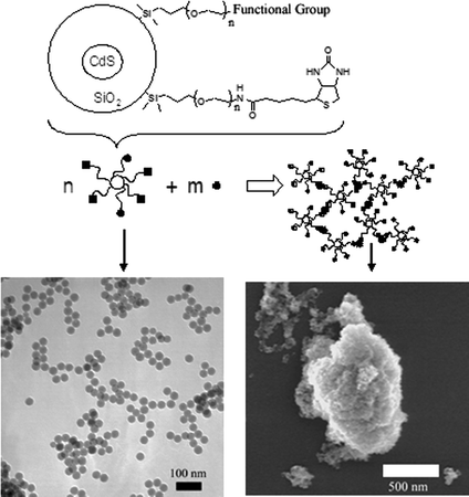 Top: schematic representation of biotinylated nanoparticle structure and the formation of aggregates upon addition of avidin. Functional group: 5-fluorescein or carboxamidoferrocene. Bottom, left: TEM of nanoparticles. Bottom, right: SEM of nanoparticle–avidin aggregates.