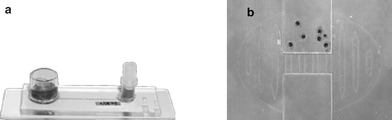 The microfluidic culture environment (microchannel). (a) A photograph of the PDMS-borosilicate device containing a straight channel 1000 µm wide and 250 µm high (photo courtesy of Vitae, LLC). (b) Microscopic view of porcine oocytes at the constriction region.