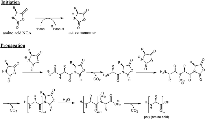 Mechanism of NCA-polymerization initiated by a base such as tertiary amine.