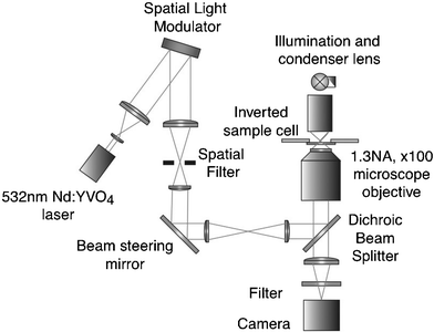 The experimental configuration of the holographic optical tweezers for trapping and positioning the particles/cells forming the 3D structure.