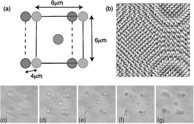 Permanently set 3D structures of E. coli. A schematic of the structure (a), the hologram used to create the traps (b) and images of the structure at various depths taken on the optical tweezers system (c)–(g). The two squares creating the structure are 6 µm across separated axially by 4 µm.