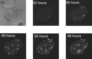 Bacterial viability in gelatin. A cluster of bacteria imaged 52 h after being selected from the nutrient broth, and then subsequently at ca. 4 h intervals. Each image involved using an accumulation scan over 20 frames.