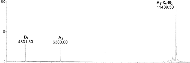 ESI-MS of the crude material obtained from the crosslinking reaction of the duplex A2*B2 with the dimaleimide 8.