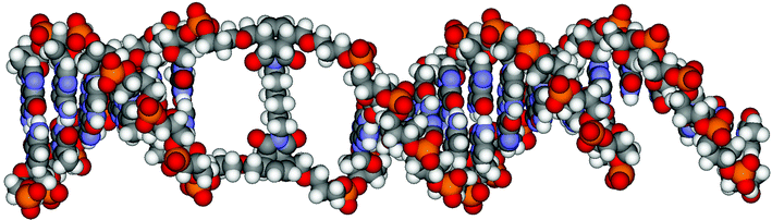 Optimised structures (HyperChem™ 7.0, amber force field) of the crosslinked product A3–X2–B3 consisting of a short stem (6 base pairs, on the left), the region of the crosslink formed by the Diels–Alder reactions and the longer stem to the right (9 base pairs plus a 3′-overhang).