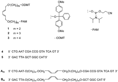 Phosphoramidite building blocks 1–3 used for the synthesis of the diene-modified oligomers Am and Bm. Oligonucleotides 4 and 5 served as controls.