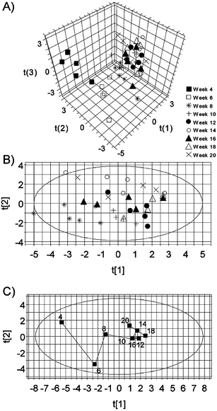 1H NMR spectroscopy and PCA: (A) scores plot (t(1)
versust(2)
versust(3)) obtained from 1H NMR spectra of individual urine samples collected from male AP rats between 4 and 20 weeks of age; (B) scores plot (t(1)
versust(2)) obtained from 1H NMR spectra of individual urine samples collected from male AP rats between 8 and 20 weeks of age; (C) scores plot (t(1)
versust(2)) obtained from 1H NMR spectra of mean urine samples collected from male AP rats aged between 4 and 20 weeks demonstrating a time-related mean trajectory.