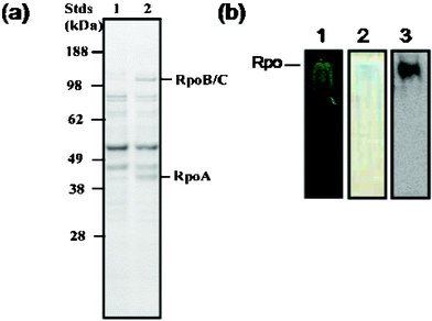 Eluted holoenzyme protein complex characterized by SDS (a) and native PAGE (b). (a) Coommassie-stained SDS–PAGE gel of the eluted protein complex associated with 4Cys-RNA polymerase A (RpoA) bait protein (lane 2), relative to control nonspecific binding to beads (lane 1). The two major non-specific binding bands correspond in size to translation elongation factor Ef-Tu (43.3 kDa) and the inosine-5-monophosphate dehydrogenase (51.7 kDa). (b) Native gel showing only one band by 1) FlAsH staining, 2) Coommassie blue staining and 3) immunoblotting against the V5-tag on RpoA.