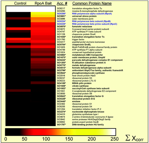 Mass spectometric identification of the protein complex. Graphical representation (Omniviz 3.6) of identified proteins associated with the RNA polymerase complex, where individual columns represent the confidence level, i.e. sum of Xcorr,17,18 for five separate experiments for eluted protein using the control beads and RpoA bait. Identified gene accession numbers and common protein names are shown to the right and core enzyme components of the RNA polymerase complex are highlighted in blue. Scale associated with colour choices for protein abundances is shown at the bottom of the figure, where white represents an Xcorr above 250. Of the 50 proteins shown, 26 are significantly above background (designated with an asterisk and in bold) as judged by 3-fold higher Xcorr values.