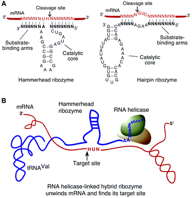 (A) secondary structures of a hammerhead ribozyme (left) and a hairpin ribozyme (right). Bold letters indicate the binding arms of the ribozymes. (B) representation of an RNA helicase-linked hybrid ribozyme. A ribozyme that is coupled to an RNA helicase can cleave a hidden target site after the local secondary structure of the mRNA has been disrupted.