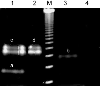 Electrophoretic analysis of DNA–protein conjugates 10 and 11. Shown is an 8.5% non-denaturing PAGE stained with SybrGold. Lane 1: crude reaction mixture of DNA–EYFP conjugate 10; lane 2: native EYFP; lane 3: crude reaction mixture of DNA–MBP; lane 4: native MBP; M: 123 bp DNA ladder; a: EYFP–DNA conjugate 10; b: MBP–DNA conjugate 11; c and d: EYFP and EYFP-dimers.
