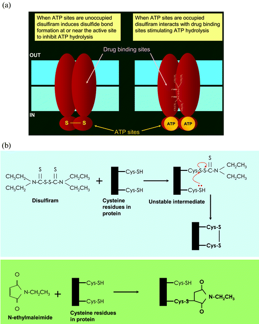 
          The biochemical basis of the action of disulfiram on the ABC drug transporters Pgp and Cdr1p.
					(A) Disulfiram interacts with both the transport-substrate and ATP-binding sites of Pgp. When the ATP sites are unoccupied, disulfiram modifies cysteine residues (disulfide bond formation) at or near the ATP sites (see B below), resulting in inhibition of ATP hydrolysis. When the ATP sites are protected with excess ATP (although ATP bound to both sites is shown, experimental evidence suggests binding of only one ATP molecule possibly at the inter-phase of two ATP sites), disulfiram (depicted in its chemical structure) interacts with the transport-substrate sites (in the membrane domains) and stimulates ATP hydrolysis. (B) Mechanism of modification of cysteines at or near the active site by disulfiram and NEM. Disulfiram first interacts with a cysteine residue to form an unstable mixed disulfide. If there are additional cysteine moieties in the vicinity (6–8 Å) of the unstable intermediate, it reacts with the thiol group to form an intramolecular disulfide bond (upper panel). On the other hand, NEM covalently modifies cysteine residue (lower panel).
