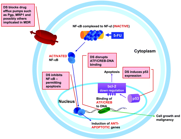 
          Potential therapeutic targets for disulfiram in a cancer cell. Illustration showing some of the interactions demonstrated between disulfiram and cellular mechanisms implicated in human cancers. See text for details of the mechanisms. DS, disulfiram; 5-FU, 5-fluorouracil.
