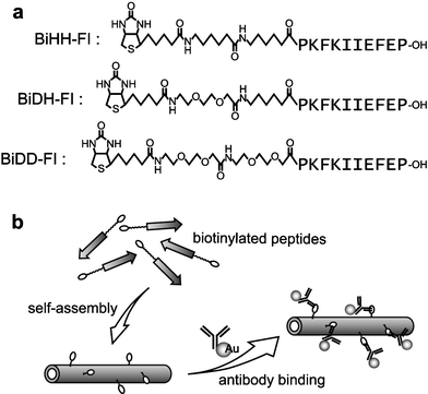 (a) The structures of the designed biotinylated peptides. (b) Schematic illustration of the formation of biotinylated peptide tubes and the modification with anti-biotin antibodies labelled with colloidal gold.