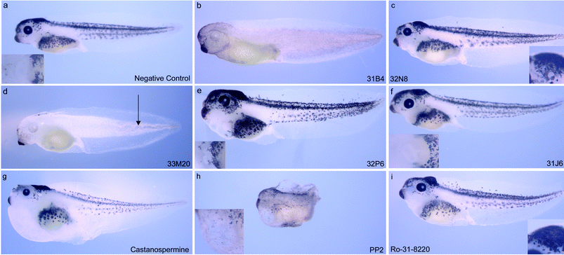Chemical genetic mutations previously identified in zebrafish and observed in Xenopus; (a) stage 41 embryo with only the addition of DMSO at the 8–16 cell stage, showing the wild type state for comparison and also a higher magnification of normal heart development [(b–f) show repeats of the phenotypes seen by Peterson et al 2000 and (g–i) the effects of compounds with a defined biochemical activity applied to developing Xenopus embryos]; (b) retinal and melanocyte pigment loss phenotype observed with compound 31B4; (c) enlarged hindbrain phenotype caused by compound 32N8, with a closer view of the deformed hindbrain; (d) compound 33M20 showing both a loss of pigmentation and also a clearly observed distortion of the notochord (arrow), caused by over elongation; (e) heart sac enlargement seen with compound 32P6, also causes abnormal heart development, shown in higher magnification; (f) another compound causing the enlarged heart sac; 31J6; (g) castanospermine causes an enlarged heart sac and head area; (h) the compound PP2 caused an arrest of both growth and development as indicated by a greatly reduced trunk and lack of eye development; (i) a greatly enlarged hindbrain was observed with the addition of compound Ro-31-8220. All compounds were used at 2µg ml−1 and applied at the 8–16 cell stage. All embryos are shown in lateral view, with anterior to the left.