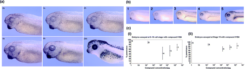 Temporal release of compound 31B4 in Xenopus embryos. (a) Buffer exchanged and compound removed at time = 0 h, no effect was observed until 4 h, where some retinal pigmentation could be seen to return. At 8 h after release of the compound, both the retinal and melanocyte pigmentation were observed to return and at 24 h the wild type state had returned. (b) Graded phenotypic index for embryos exposed to decreasing amounts (left to right) of 31B4. (c) Graphs (i) and (ii) illustrating the phenotypic response to a serial dilution of compound 31B4. All embryos are shown in lateral view, with anterior to the left.
