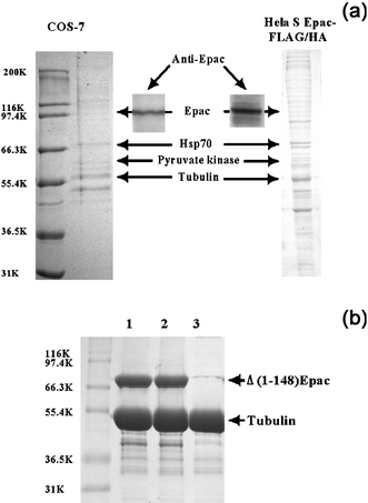 Association of Epac with cellular microtubules and purified tubulin. (a) Cellular microtubule binding proteins from COS-7 and Hela S Epac-FLAG-HA cell extracts after two cycles of warm–cold polymerization–deploymerization analyzed by Coomassie-blue staining and Western blot analysis using affinity-purified Epac antibody. The presence of Epac in the cellular microtubule preparations was demonstrated by immunoblotting analysis using affinity purified Epac antibodies (inserts). Microtubule-associated proteins, pyruvate kinase and Hsp70, were identified by N-terminal automatic protein sequencing or peptide mass fingerprinting, respectively. (b) Association of Δ(1-148)Epac with in vitro assembled microtubules. Lanes 1 and 2, tubulin with Δ(1-148)Epac in the presence or absence of cAMP, respectively, Lane 3, tubulin alone. Three experiments were performed with similar results.