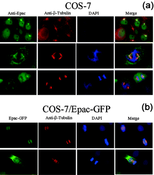 Colocalization of Epac and microtubules. (a) Co-localization of endogenous Epac with β-tubulin of microtubules in mitotic spindles as monitored by immuno-fluorescence microscopy. (b) Co-localization of Epac-GFP with microtubules in mitotic spindles as monitored by fluorescence microscopy.
