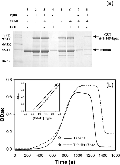 Effects of Epac on microtubule assembly. (a) Microtubule formation of purified tubulin (1 mg ml−1) with 0.2 mM GTP in the absence or presence of Epac (1 mg ml−1), cAMP (0.5 mM), and GDP (1 mM). Reaction mixtures were incubated at 37 °C for 30 min to induce the polymerization of tubulin. Microtubules were spun down at 100 000 g at 37 °C for 30 min. Protein pellets were re-suspended in SDS sample buffer and analyzed on SDS-PAGE. Lane 8 was identical to lane 3 except the sample was incubated at 4 °C for 30 min to induce the depolymerization of microtubules before centrifugation. (b) In vitro microtubule assembly of purified tubulin (2.3 mg ml−1) monitored by turbidity measurement in the presence (dashed line) and absence (solid line) of Epac. Insert, microtubule assembly as a function of tubulin concentrations in the presence (closed circles) and absence (open circles) of Epac. Similar results were obtained with two independent experiments.