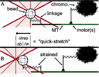Reproduced with permission from Proc. Natl. Acad. Sci. U.S.A., 2005, 102(39), 13903–13908. Copyright 2005 National Academy of Sciences, U.S.A.