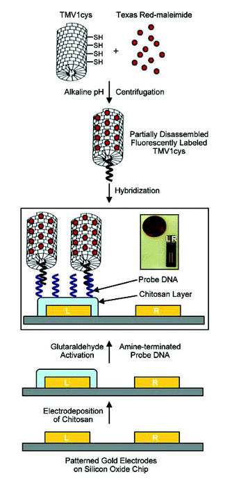 Reproduced with permission from Nano Lett., 2005, 5 (10), 1931–1936. Copyright 2005 American Chemical Society.