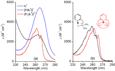 (a) Calculated electronic absorption spectra of L1 and its protonated forms. (b) Comparison of the absorption spectra of [H2(L1)]2+ and of the monoprotonated form of N,N′-dimethyl(pyridine-2-yl)methylamine. I = 0.1 (KCl); T = 25 °C.