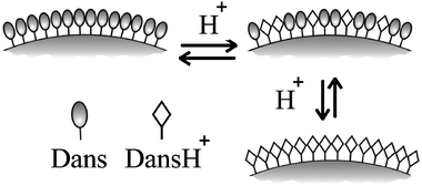 Schematic representation of the effect of protonation on dansyl covered silica nanoparticles.