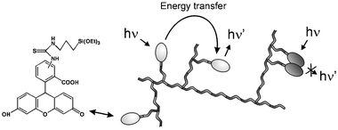 Schematic representation of fluorescein containing silica nanoparticles.