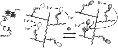 Schematic representation of the quenching processes occurring in silica nanoparticles upon copper complexation.