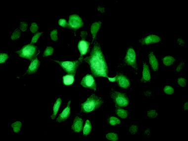 U2OS (human osteosarcoma) cells, grown on a glass cover slip and stained with 1
					(50 µM).