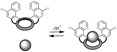 Schematic representation of the complexation process for 1.