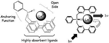 Structure of the complexes [Ln·11]3+.