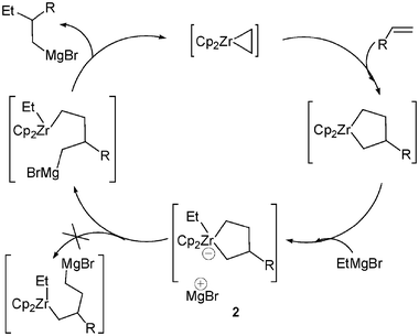 Zr-catalyzed carbomagnesation of alkenes.