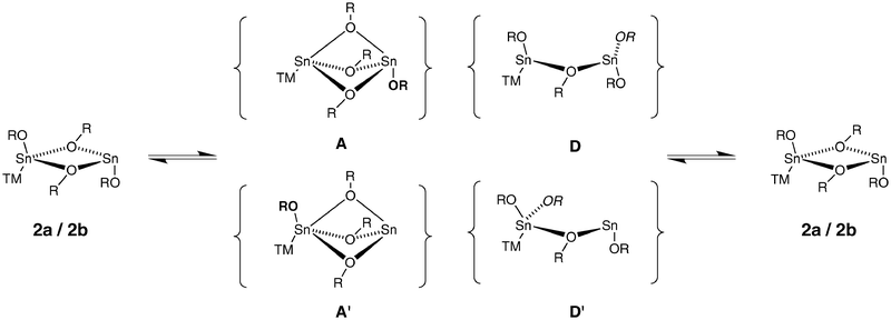 Possible associative (A, A′) and dissociative (D, D′) intermediates of the low-temperature OtBu exchange mechanism in 2a and 2b
						(TM = transition metal fragment; bold in A, A′ designates the static terminal OR, italic in D, D′ designates the moving μ-OR).