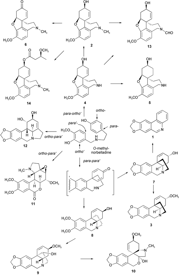 Biosynthetic pathways of the Amaryllidaceae alkaloids.