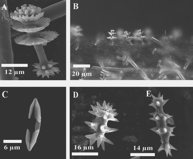 (A) Anisodiscorhabd from Latrunculia bocagei Ridley and Dendy, 1886. (B) Common arrangement of discorahbds on the surface of the ectosome in Latrunculia species. (C) A palmate chela, characteristic of sponges assigned to the order Microcionina. (D) and (E) Spinorhabds typically found in sponges of the genera Sigmosceptrella and Negombata, respectively.