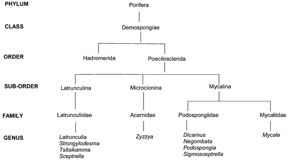 A suggested phylogenetic relationship between the sponge families Latrunculiidae, Acarnidae, Podospongiidae and Mycaliidae.