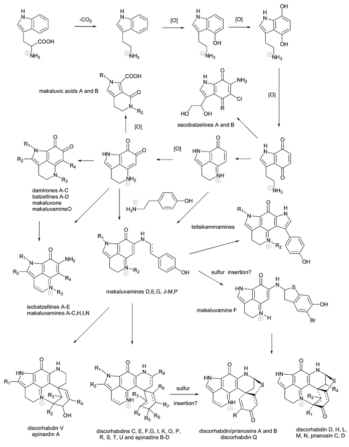 A putative biosynthetic sequence linking marine pyrroloiminoquinone and related metabolites to a phenylalanine precursor (adapted from Urban et al.3 and Lill et al.82).